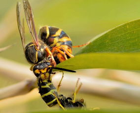 工蜂產的卵是什么蜂(工蜂產卵后還能急造王臺嗎) 工蜂產的卵是什么蜂(工蜂產卵后還能急造王臺嗎)