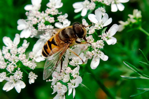 工蜂變黑油亮是什么原因(工蜂發黑還可以合群嗎) 工蜂變黑油亮是什么原因(工蜂發黑還可以合群嗎)
