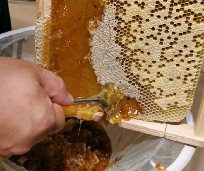 取蜜的注意事項(刮脾取蜜的注意事項) 取蜜的注意事項(刮脾取蜜的注意事項)