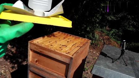 一脾蜂怎么過(guò)冬(蜜蜂一脾也能越冬) 一脾蜂怎么過(guò)冬(蜜蜂一脾也能越冬)