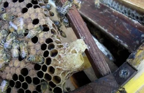 王臺基里面的幼蟲是工蜂喂食嗎（工蜂產的王臺有用嗎）