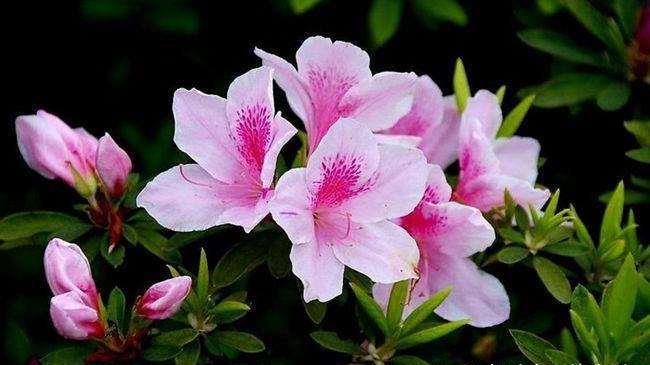  杜鵑花什么時候開花（杜鵑花的開花時間）