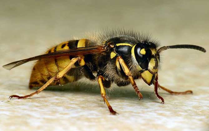 牛角蜂毒性 牛角蜂毒性