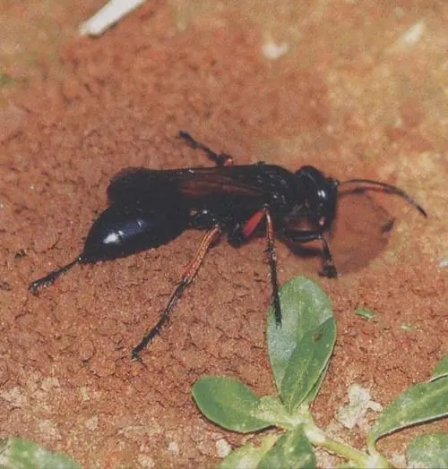 暗壁泥蜂的介紹(泥蜂是蜜蜂嗎) 暗壁泥蜂的介紹(泥蜂是蜜蜂嗎)