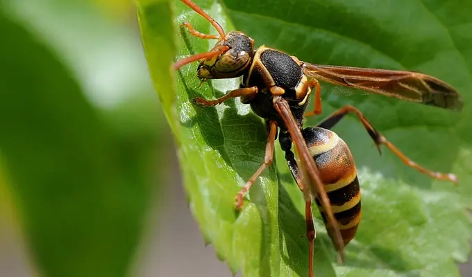 暗壁泥蜂的介紹(泥蜂是蜜蜂嗎) 暗壁泥蜂的介紹(泥蜂是蜜蜂嗎)