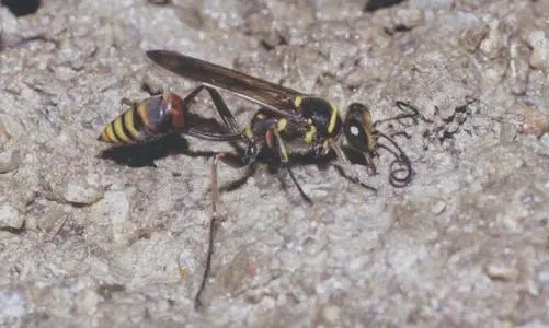 暗壁泥蜂的介紹(泥蜂是蜜蜂嗎) 暗壁泥蜂的介紹(泥蜂是蜜蜂嗎)
