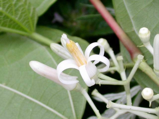 南方蜜源植物產(chǎn)蜜量排行榜(細(xì)數(shù)南方的蜜源植物有哪些) 南方蜜源植物產(chǎn)蜜量排行榜(細(xì)數(shù)南方的蜜源植物有哪些)