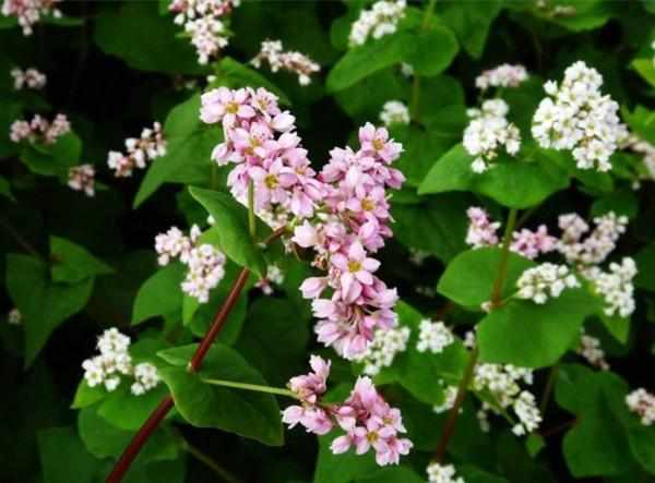 南方蜜源植物產(chǎn)蜜量排行榜(細(xì)數(shù)南方的蜜源植物有哪些) 南方蜜源植物產(chǎn)蜜量排行榜(細(xì)數(shù)南方的蜜源植物有哪些)