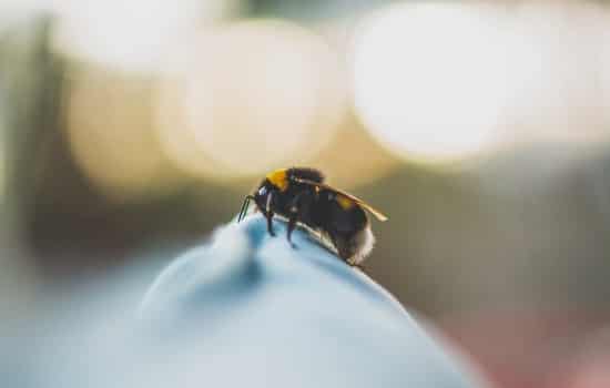 阿壩中蜂原種如何購買(阿壩中蜂原種的價格) 阿壩中蜂原種如何購買(阿壩中蜂原種的價格)