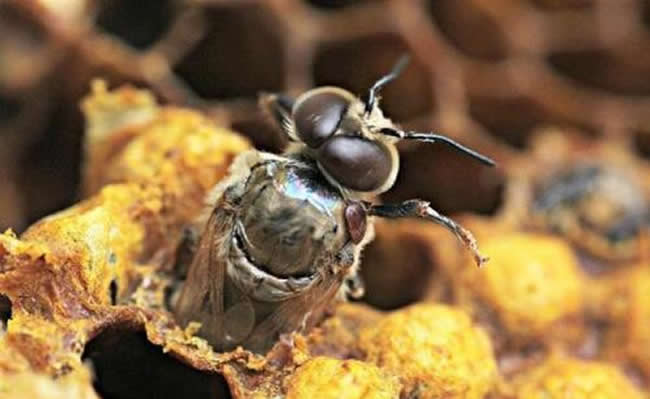 一天之內蜂王什么時候產卵? 一天之內蜂王什么時候產卵?