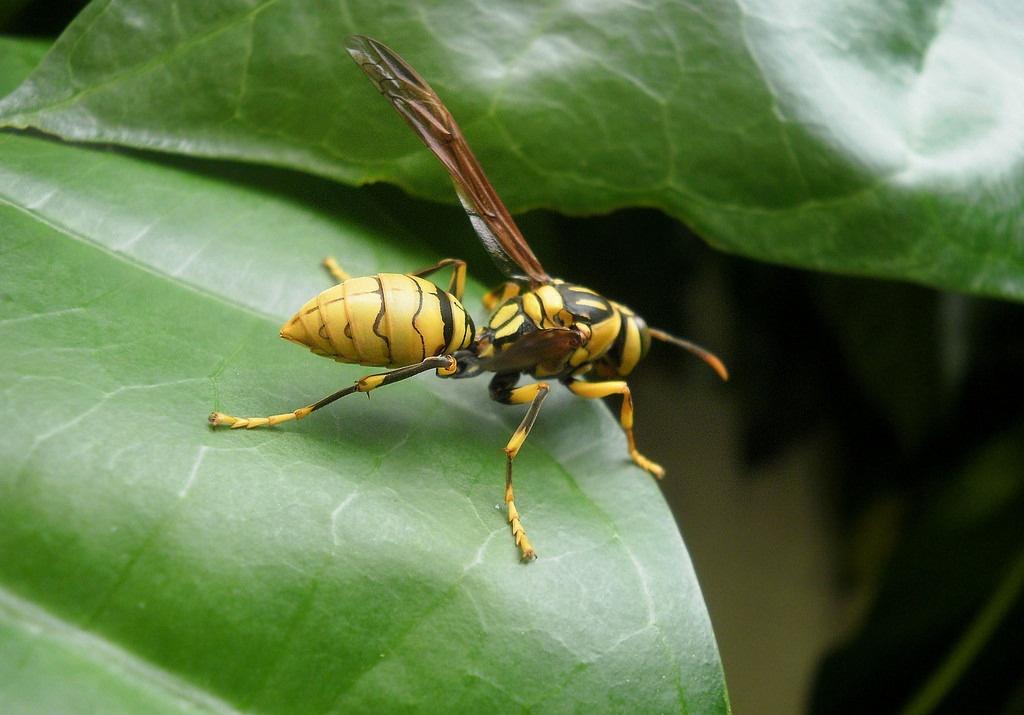 常見胡蜂種類大全(胡蜂的種類及介紹) 常見胡蜂種類大全(胡蜂的種類及介紹)