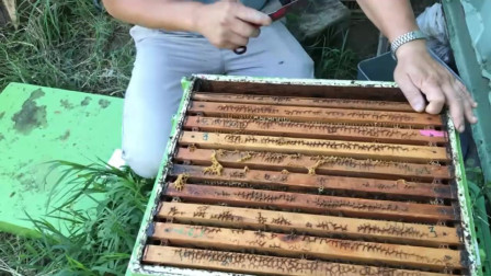 如何注冊(cè)養(yǎng)蜂公司(注冊(cè)公司步驟) 如何注冊(cè)養(yǎng)蜂公司(注冊(cè)公司步驟)