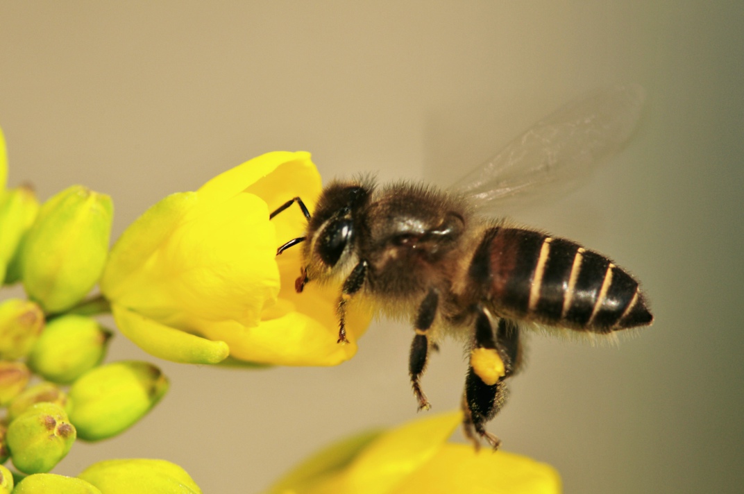 在阿壩州中蜂主要有哪些(阿壩中蜂品種形成) 在阿壩州中蜂主要有哪些(阿壩中蜂品種形成)