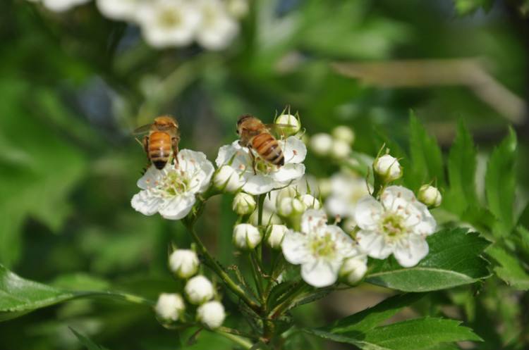 蜜蜂是怎樣采蜜的 蜜蜂是怎樣采蜜的