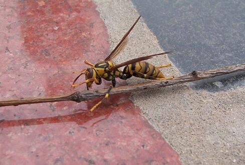讓馬蜂蟄了最佳消腫法(最快消腫止痛止癢方法) 讓馬蜂蟄了最佳消腫法(最快消腫止痛止癢方法)