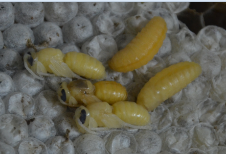 什么是蜂蛹病(蜂蛹病怎么治療) 什么是蜂蛹病(蜂蛹病怎么治療)