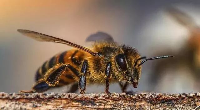 喀爾巴阡蜂產(chǎn)蜜能力強么（蜜蜂品種之喀爾巴阡蜂）