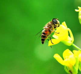 蜂群中沒有王臺會逃蜂嗎(蜜蜂養殖,蜂王見不到王臺,蜂群會不會分蜂) 蜂群中沒有王臺會逃蜂嗎(蜜蜂養殖,蜂王見不到王臺,蜂群會不會分蜂)