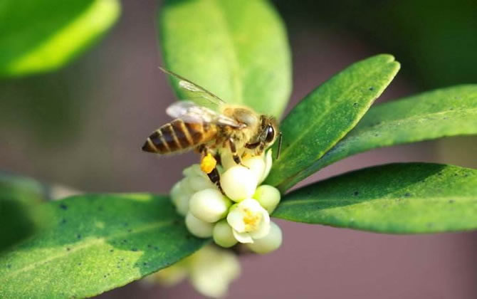 蜜蜂的資料 蜜蜂的資料