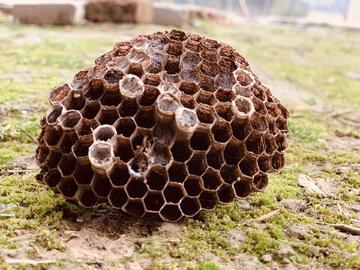 蜜蜂最怕什么藥會死亡呢 蜜蜂最怕什么藥會死亡呢