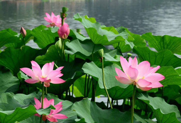 荷花什么季節開花(荷花的開花時間和產蜜情況) 荷花什么季節開花(荷花的開花時間和產蜜情況)