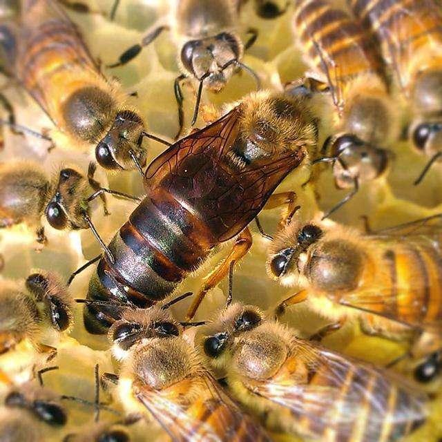 大蜂場(chǎng)怎么取蜂蜜（蜂箱采集蜂蜜方法技巧）