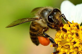 熊蜂中工蜂和雄蜂的區別是什么(雄蜂和工蜂的區別) 熊蜂中工蜂和雄蜂的區別是什么(雄蜂和工蜂的區別)