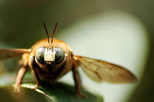 熊蜂中工蜂和雄蜂的區別是什么(雄蜂和工蜂的區別) 熊蜂中工蜂和雄蜂的區別是什么(雄蜂和工蜂的區別)