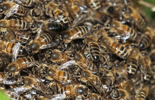 蜂王不產(chǎn)卵工蜂不出勤是什么原因(外界有蜜源,蜂王不產(chǎn)卵,工蜂不采蜜,飼喂不存蜜是什么問(wèn)題) 蜂王不產(chǎn)卵工蜂不出勤是什么原因(外界有蜜源,蜂王不產(chǎn)卵,工蜂不采蜜,飼喂不存蜜是什么問(wèn)題)