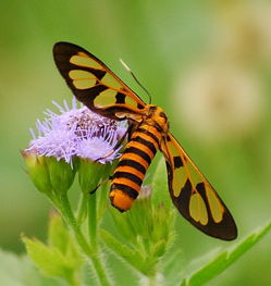 蜜蜂的蜂王和工蜂是什么細(xì)胞發(fā)育而來(雄蜂由未受精的卵細(xì)胞發(fā)育而來) 蜜蜂的蜂王和工蜂是什么細(xì)胞發(fā)育而來(雄蜂由未受精的卵細(xì)胞發(fā)育而來)