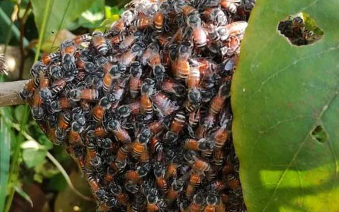 黑小蜜蜂是什么蜂？有哪些特點？