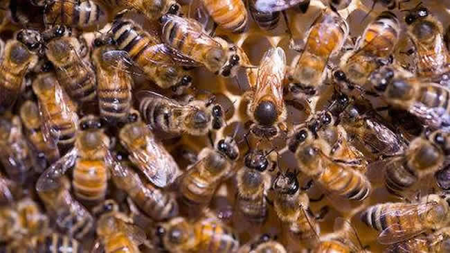 如何讓工蜂停止產(chǎn)卵? 如何讓工蜂停止產(chǎn)卵?