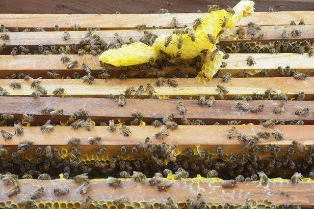 想學養蜂技術去哪里學(學養蜂技術培訓在哪里) 想學養蜂技術去哪里學(學養蜂技術培訓在哪里)