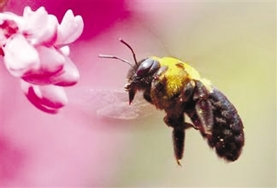 中蜂阿壩王多少錢一只(正宗阿壩中蜂蜂王多少錢一只) 中蜂阿壩王多少錢一只(正宗阿壩中蜂蜂王多少錢一只)