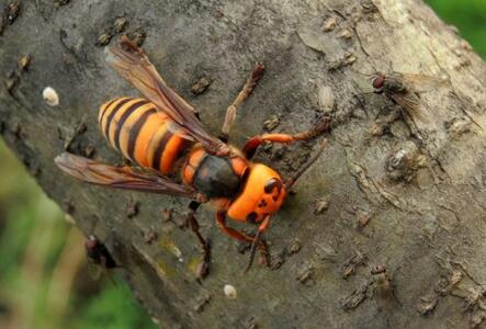 金環胡蜂多少錢一只？