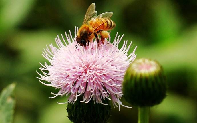 【蜜蜂知識】被蜜蜂蟄了怎么處理? 被蜜蜂蟄了怎么處理?