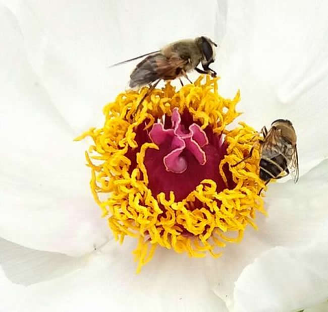 【蜜蜂知識】被蜜蜂蟄了怎么處理? 被蜜蜂蟄了怎么處理?