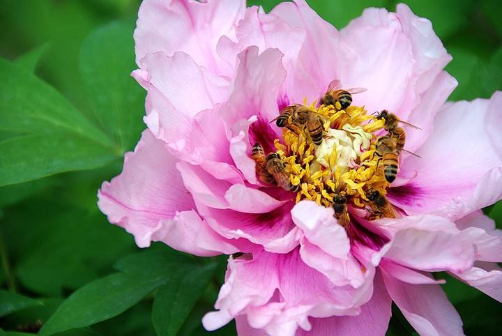 【蜜蜂知識】被蜜蜂蟄了怎么處理? 被蜜蜂蟄了怎么處理?