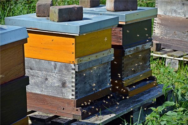 蜜蜂箱哪里有賣（扒一扒蜂箱的購(gòu)買渠道及優(yōu)劣鑒別方法）
