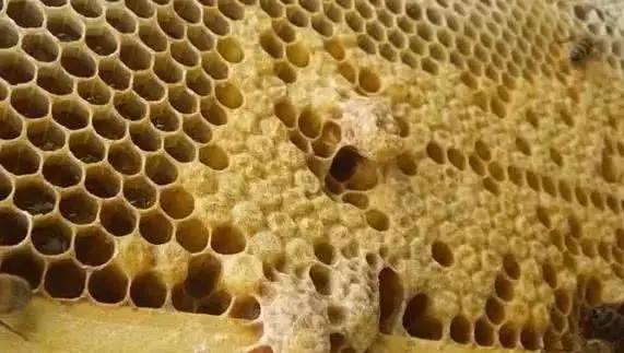 急造王臺留幾個最好(急造王臺選擇留什么王最好) 急造王臺留幾個最好(急造王臺選擇留什么王最好)