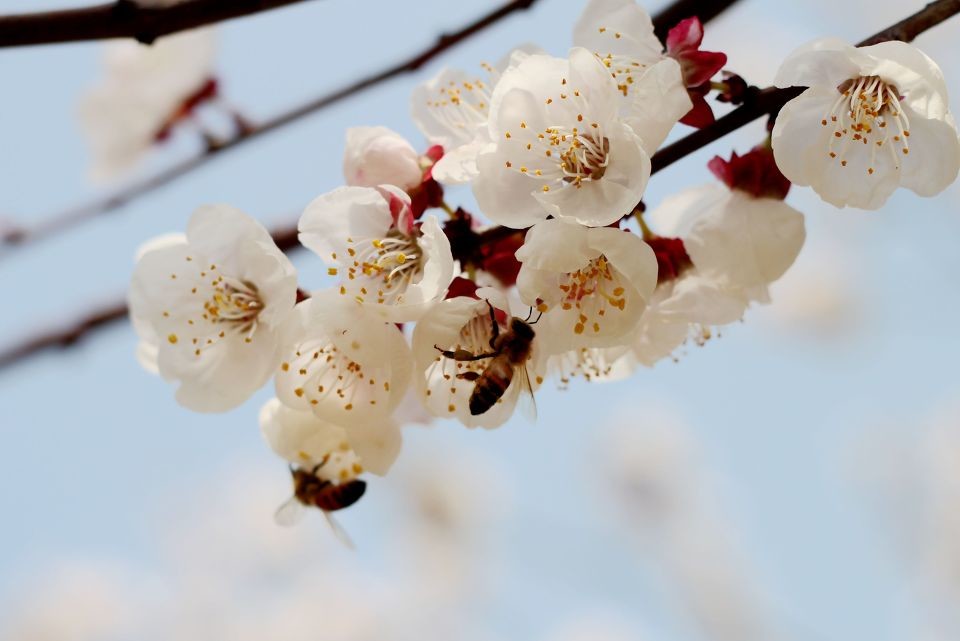 殺蜂螨的最好方法有哪些？