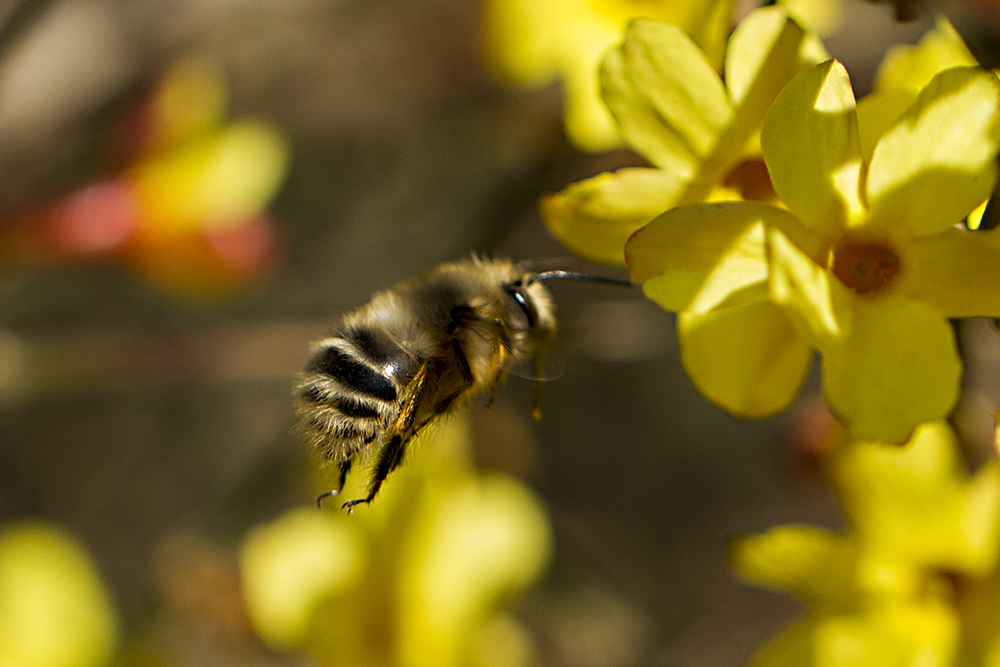 初學養蜂者的基本常識（養蜂基礎知識）