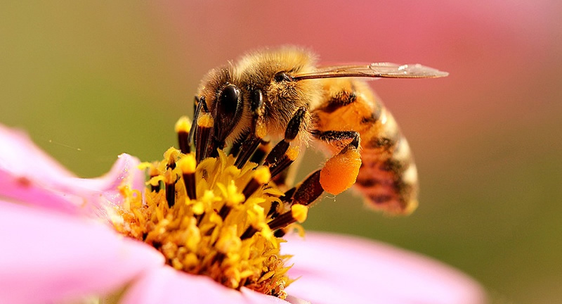 怎樣分辨雄蜂？