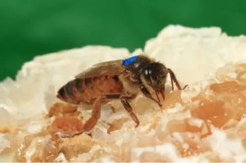 蜂王會不會出巢(蜂王什么時候出巢) 蜂王會不會出巢(蜂王什么時候出巢)