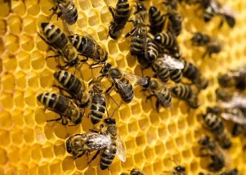 新收沒有巢礎的蜜蜂幾天能正常出群（新收的蜂群多久可以穩定下來）