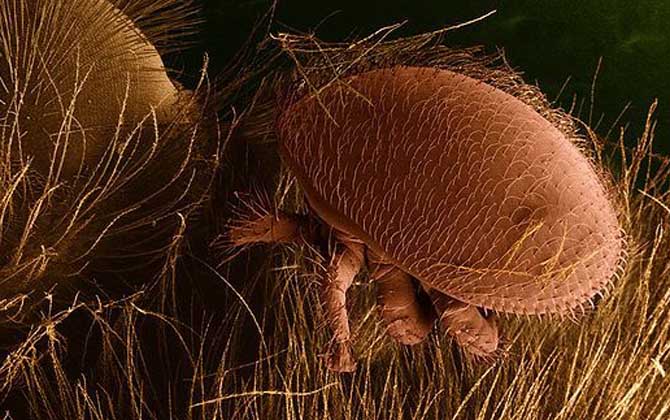 工蜂總在外面爬是什么情況(蜜蜂爬蜂病是什么原因) 工蜂總在外面爬是什么情況(蜜蜂爬蜂病是什么原因)