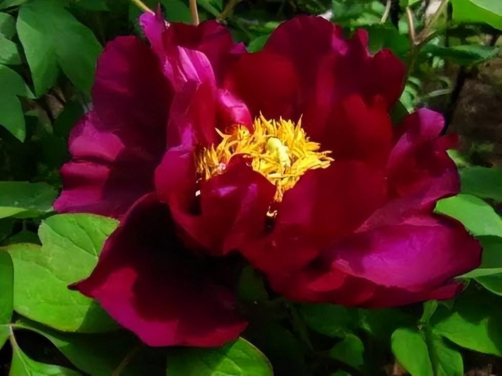 黑牡丹花是什么品種(黑牡丹花的價格及常見品種) 黑牡丹花是什么品種(黑牡丹花的價格及常見品種)