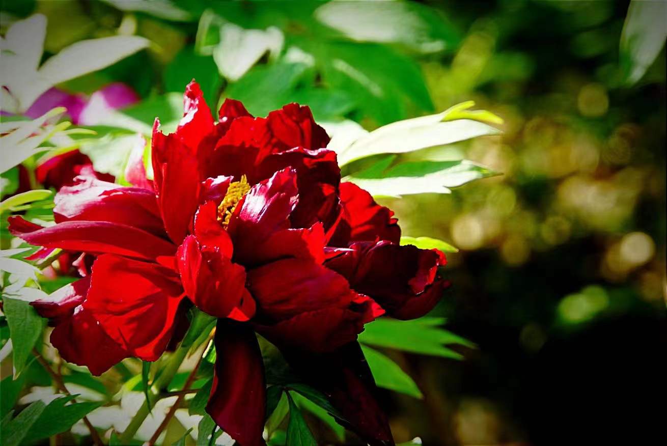 黑牡丹花是什么品種(黑牡丹花的價格及常見品種) 黑牡丹花是什么品種(黑牡丹花的價格及常見品種)