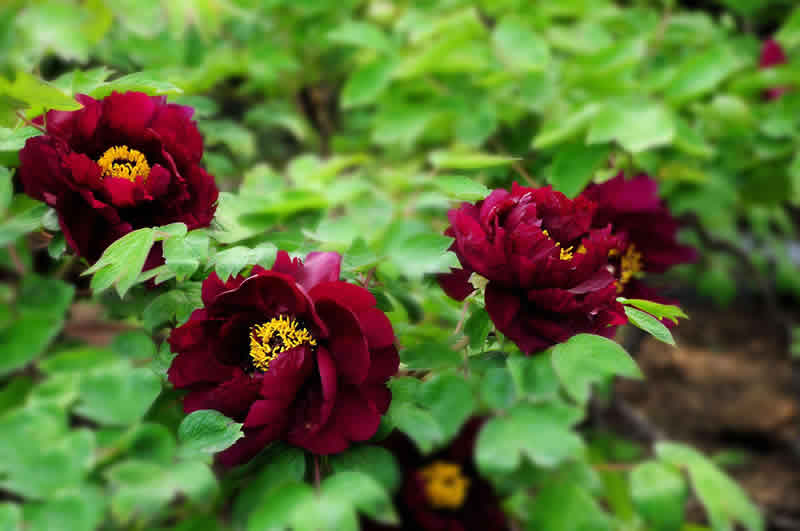 黑牡丹花是什么品種(黑牡丹花的價格及常見品種) 黑牡丹花是什么品種(黑牡丹花的價格及常見品種)