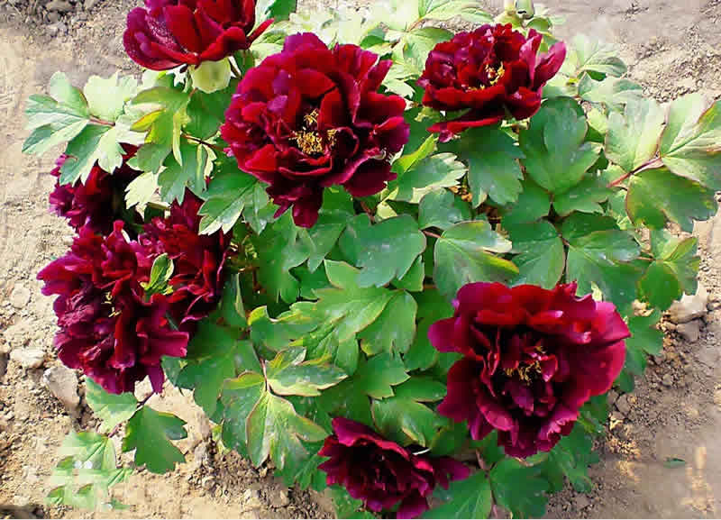 黑牡丹花是什么品種(黑牡丹花的價格及常見品種) 黑牡丹花是什么品種(黑牡丹花的價格及常見品種)